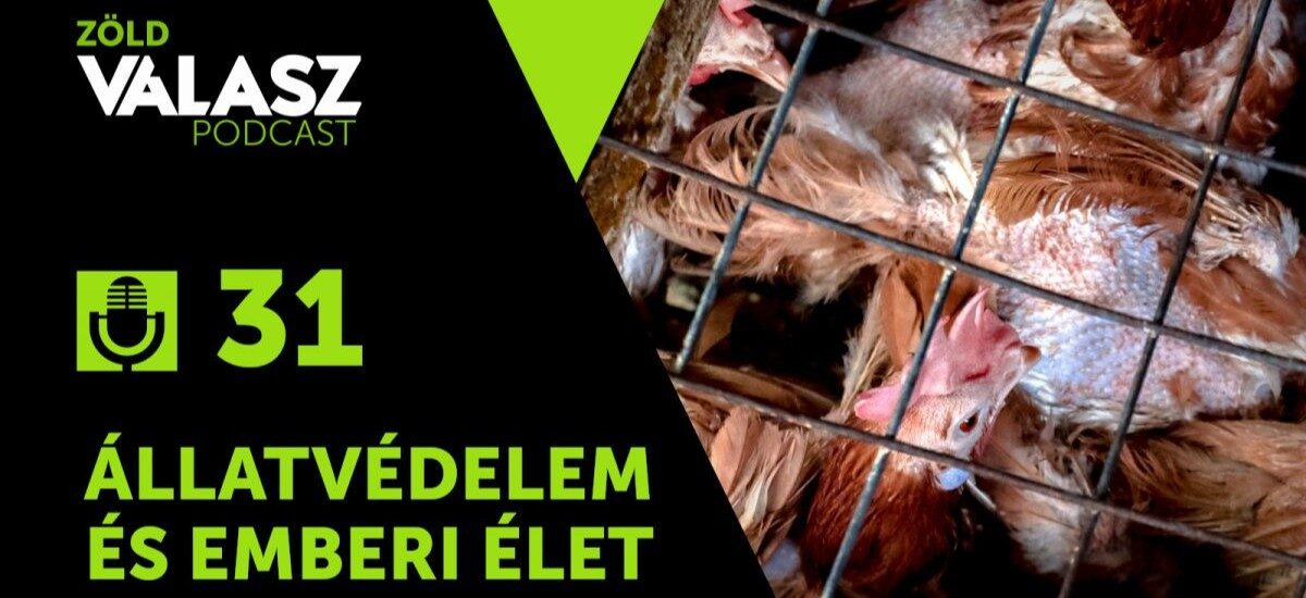 Az állatok kizsigerelése most már az emberre veszélyes [ZöldVálasz #31]
